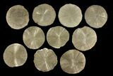 Lot: Pyrite Suns From Illinois - Pieces #92542-1